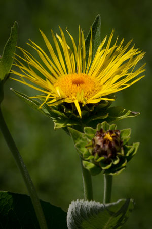 elecampane-inula-helenium