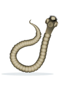 enterobiasis-threadworms-seatworms-pinworms