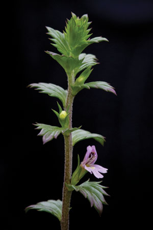 eyebright-euphrasia-officinalis