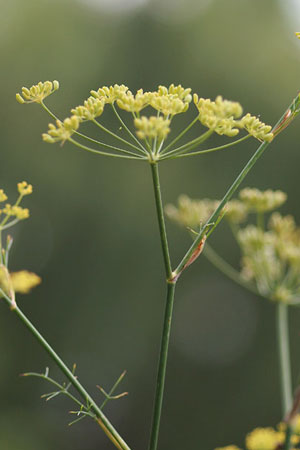 fennel-foeniculum-vulgare