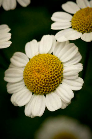 feverfew-tanacetum-parthenium