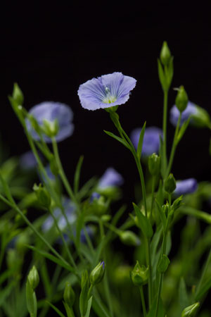 flaxseed-linum-usitatissimum