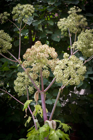 garden-angelica-angelica-archangelica