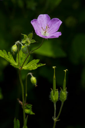 geranium-cranesbill-geranium-maculatum