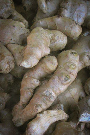 ginger-zingiber-officinale