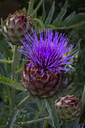 globe-artichoke-cynara-cardunculus