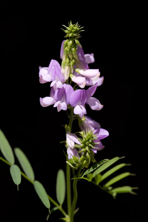 goats-rue-galega-officinalis