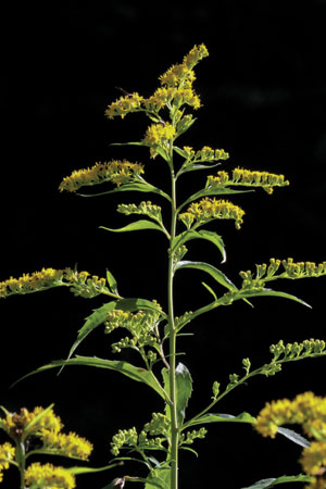 goldenrod-solidago-canadensis