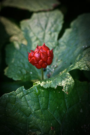 goldenseal-hydrastis-canadensis