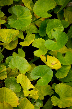 gotu-kola-centella-asiatica