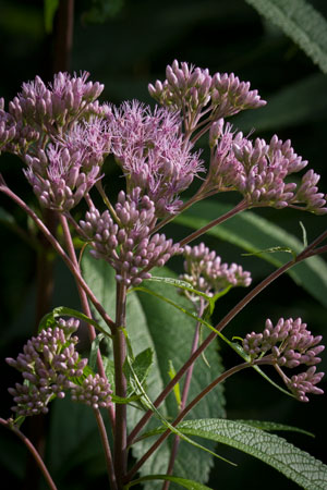 gravel-root-joe-pye-weed-eupatorium-purpureum