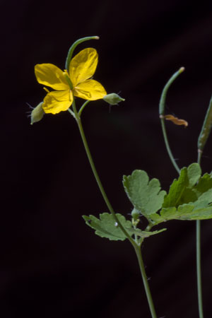 greater-celandine-chelidonium-majus