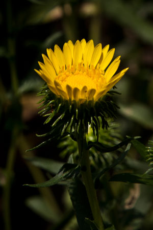 gum-weed-grindelia-robusta