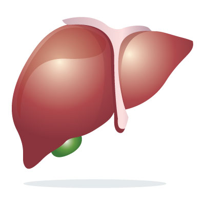 hav-hbv-hcv-hepatitis