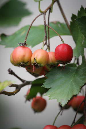 hawthorn-crataegus-monogyna