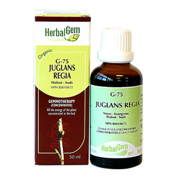 herbalgem-juglans-regia-walnut-buds