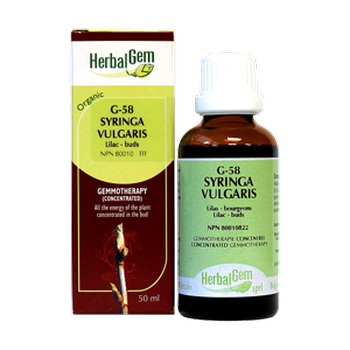 herbalgem-syringa-vulgaris-lilac-buds