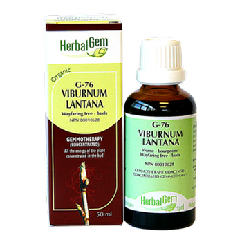 herbalgem-viburnum-lantana-wayfaring-tree-buds