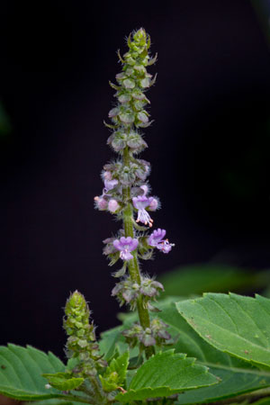 holy-basil-tulsi-ocimum-sanctum