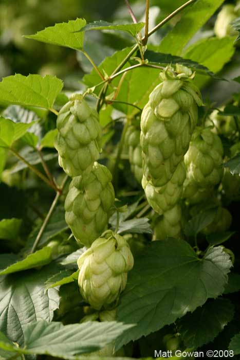 hops-humulus-lupulus