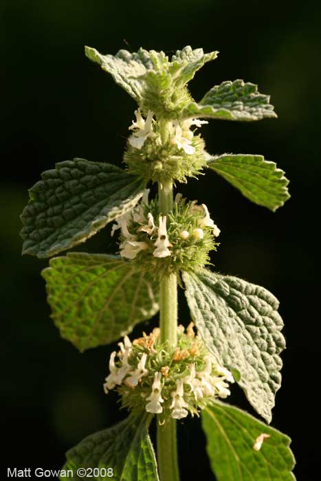 horehound-white-marrubium-vulgare