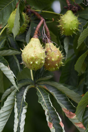 horse-chestnut-aesculus-hippocastanum