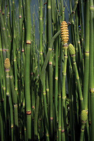 horsetail-equisetum-arvense