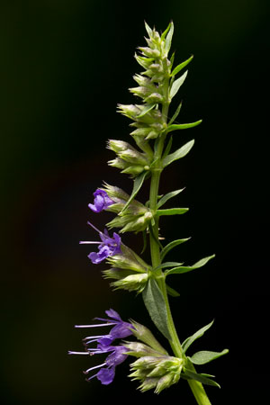 hyssop-hyssopus-officinalis