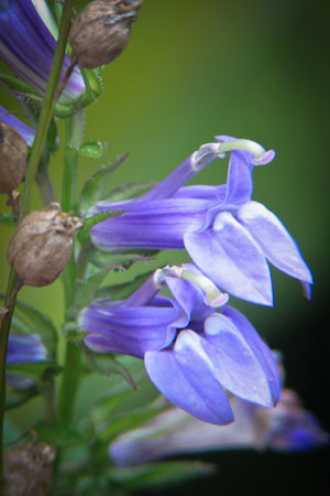 indian-tobacco-puke-weed-lobelia-inflata