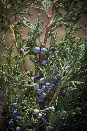 juniper-juniperus-communis