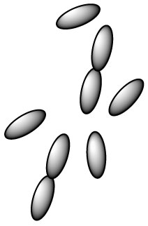 lactobacillus-acidophilus-l-acidophilus