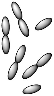 lactobacillus-brevis-l-brevis