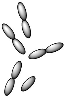 lactobacillus-casei-l-casei