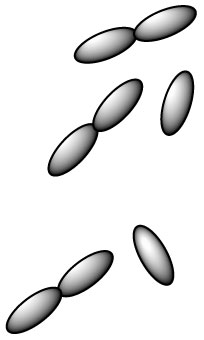 lactobacillus-delbrueckii-l-delbrueckii