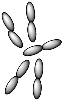 lactobacillus-plantarum-l-plantarum