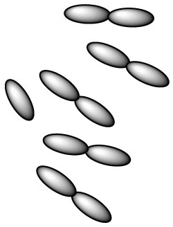 lactobacillus-rhamnosus-l-rhamnosus