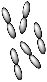 lactobacillus-salivarius-l-salivarius