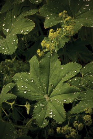 ladys-mantle-alchemilla-vulgaris