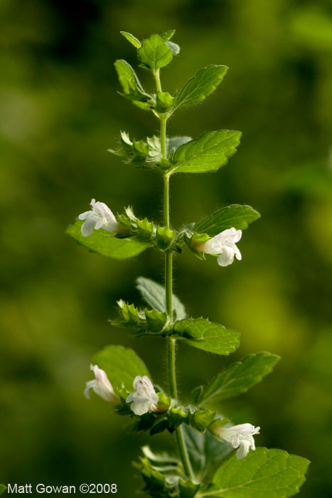 lemon-balm-melissa-officinalis