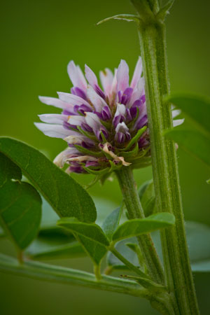 licorice-glycyrrhiza-glabra