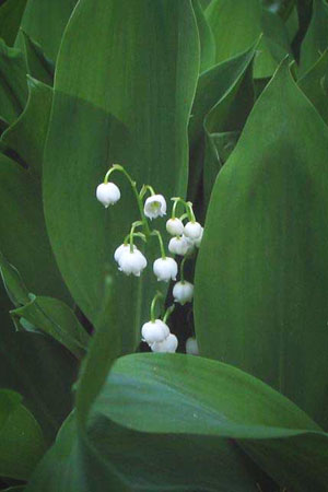 lily-of-the-valley-convallaria-majalis