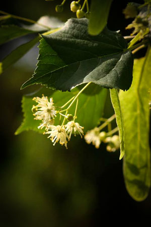 linden-flowers-tilia-europa