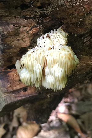 lions-mane-mushroom-hericium-erinaceus