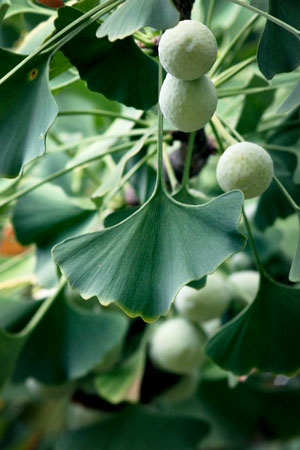 maidenhair-tree-ginkgo-ginkgo-biloba