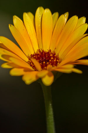 marigold-calendula-officinalis