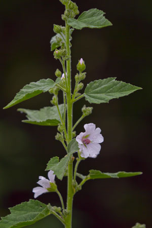 marshmallow-althaea-officinalis