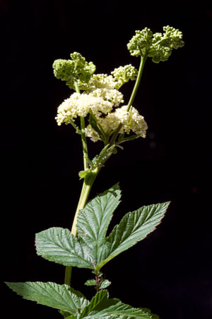 meadowsweet-filipendula-ulmaria