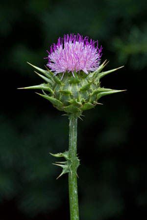 milk-thistle-silybum-marianum