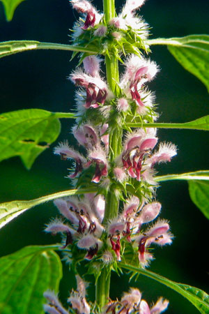 motherwort-leonurus-cardiaca