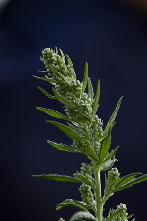 mugwort-artemisia-vulgaris